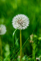 Close-up of dandelion seed head on green grass background