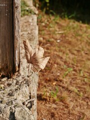 Herbstblatt schwebt an alter Hausecke im Sonnenlicht