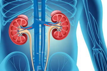 Anatomical Illustration of Human Kidneys and Urinary Tract in Blue Silhouette anatomy organ isolated on a transparent background