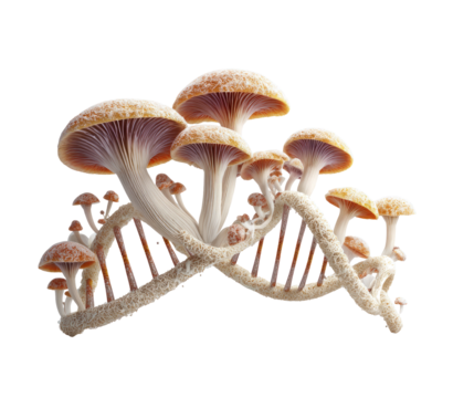 Mushrooms arranged like a DNA double helix.  Beige/tan caps, pinkish-purple gills.  Complex, intricate arrangement