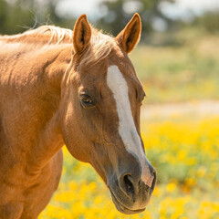 Horse portrait of head
