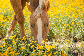 Horse grazing in wildflowers in Colorado 