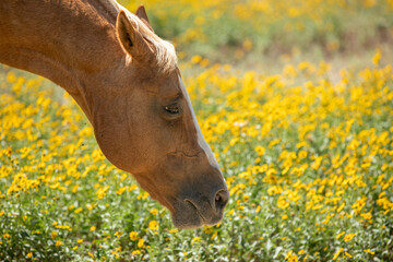 Horse head in wildflower background 