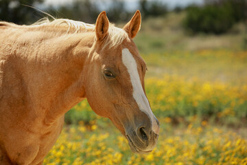 Palomino mare headshot in summer season 