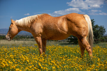 Palomino mare standing in wildflowers 