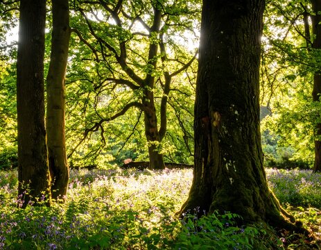 Sunlight filters through trees, illuminating a forest floor carpeted with wildflowers