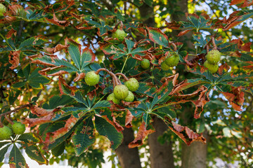 Horse Chestnut Tree with Green Fruits and Autumn Leaves Close Up