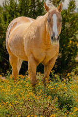 Palomino Quarter horse mare