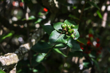 A close-up view of a young coffee plant in Martinique bearing a cluster of colorful coffee cherries.