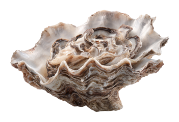 Close-up of a large, ornate oyster shell.  Shell's interior and exterior are complex, featuring wavy, layered patterns of light beige and dark brown