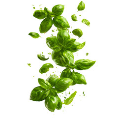 Fresh Basil Leaves Vibrant Culinary Herb Photography isolated on transparent background
