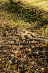 Tractor tracks mark the soil after flax mowing in a vast field. Ideal for agricultural ads, rural lifestyle visuals, or farming content with a hardworking, earthy appeal captured naturally.