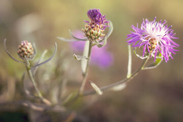 purple thistle flower