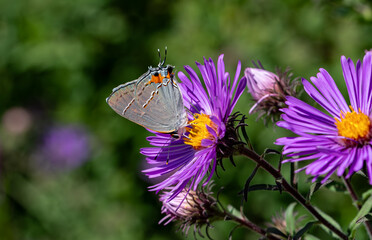 Gray hairstreak on New England Aster. It is known as the gossamer winged butterfly and is the second-largest family of butterflies. It ranges over nearly the entire continent. 