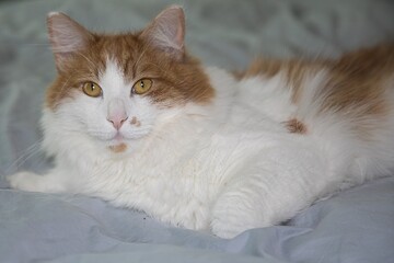 Long Haired cat lying on the bed