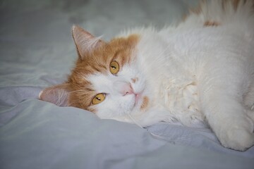 Domestic cat lying on a fluffy bed