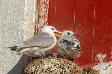 Black-legged kittiwake (Rissa tridactyla) with its chick in the nest