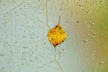 Yellow birch leaf stuck on a wet window glass