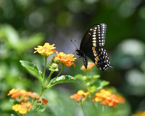 Pipevine swallowtail perched on yellow lantana flower