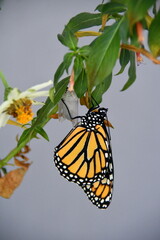 Monarch butterfly right after emerging from chrysalis, clinging to chrysalis