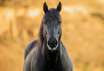 Black mustang stallion standing solo