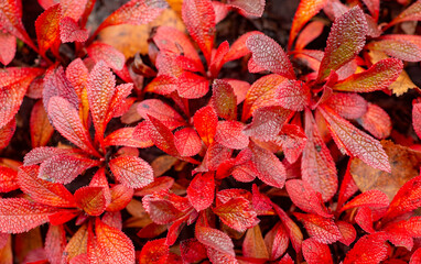 red autumn leaves