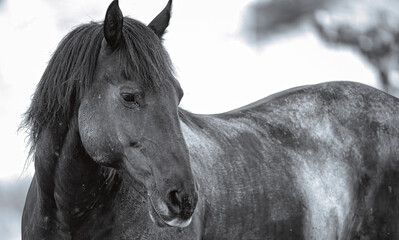 Black mustang stallion black and white