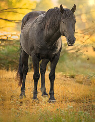Black mustang stallion standing solo