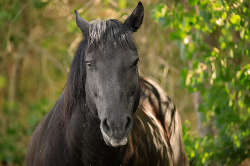 Black mustang stallion standing solo