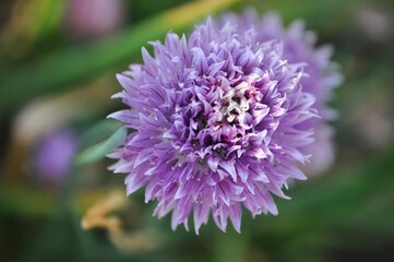Purple flower of chives, Allium schoenoprasum