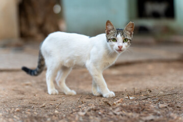 Stray gray and white cat standing on the street in Limassol, Cyprus. Street scene near the cat shelter and the seaside promenade on the Mediterranean coast.
