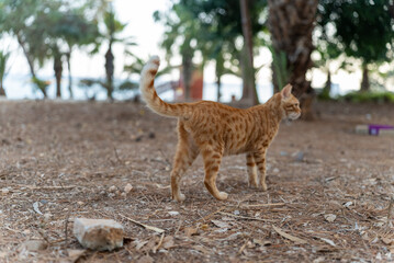 Stray ginger cat standing on the ground near trees in Limassol, Cyprus. Street scene on the Mediterranean coast.
