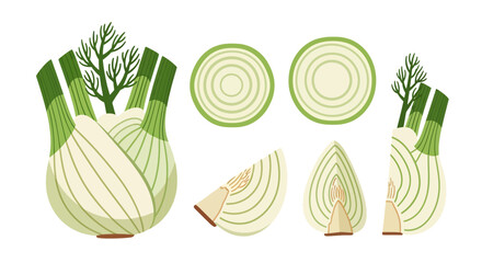 Illustration of fresh fennel bulb and slices in detailed vegetable artwork