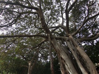 Majestic tree with sprawling branches and textured bark, showcasing vibrant green leaves against a bright sky, creating a serene natural environment with captivating beauty