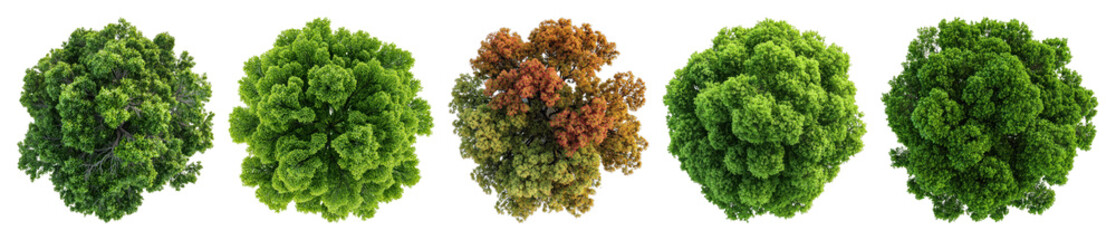 Vibrant spherical green foliage