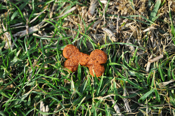 Bone-shaped dog treat on the grass