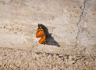 Orange and black butterfly casting its shadow on the wall