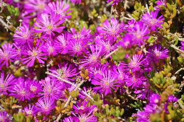 Background full of flowers, Doquilla or Purple Dew (Lampranthus roseus)