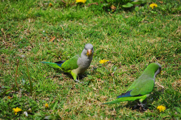 Green parrot on the grass with yellow wildflowers
