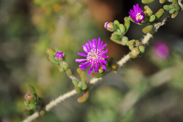 Doquilla or Purple Dew (Lampranthus roseus)