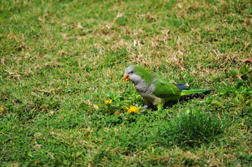 Green parrot eating yellow wildflowers