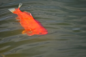 Orange carp underwater