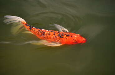 Orange carp with black spots and white fins