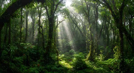 Obraz premium Green forest has sun rays streaming through lush trees. Illustrates conservation, ecology, outdoor adventure, poster design, or nature photography.