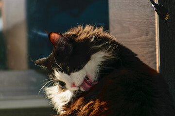 Fototapete bei efototapeten.de bestellen   