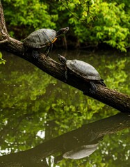 Obraz premium Turtles basking on a branch over water