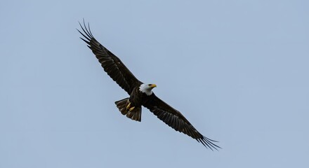 Obraz premium Majestic eagle soars in the sky, wings spread wide, a symbol of freedom and power. Bird in flight.