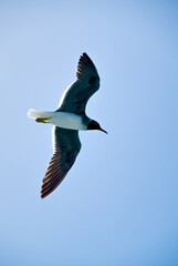 Close-up of a seagull in flight against a clear blue sky.
