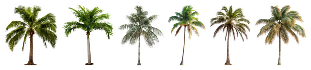 Obraz premium Tropical palm trees collection
