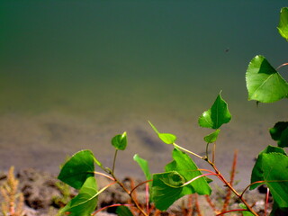 Vibrant green leaves unfurl by tranquil water's edge, capturing serene nature's beauty